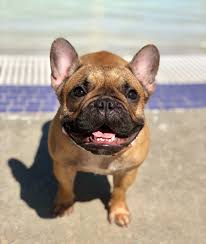 Top shelf english bulldog is located in central florida and surrounding areas: Sunshine State Frenchies