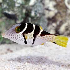 Saddle Valentini Puffer Saltwater Aquarium Fish For Marine Aquariums Fish Puffer Fish Pet Fish