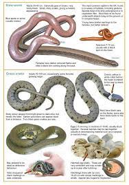 Pin By Ederson Almazan On Bushcraft Camping Reptiles Snake Slow Worm