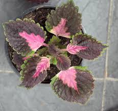 Image result for Coleus rhodesianum