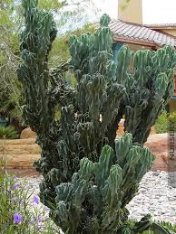 Buy succulent cactus online at bestseedsonline.com. Xl Monstrose Apple Cactus Cereus Peruvianus Kens Nursery