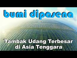 Bumi Dipasena Lampung Tambak Udang Terbesar Di Asia Tenggara Youtube
