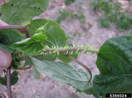 Image result for Ipomoea turbinata