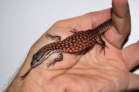 Ackie Monitor Care Sheet Habitat Diet Care Advice For Owners Habitat rocky regions in arid country. ackie monitor care sheet habitat diet