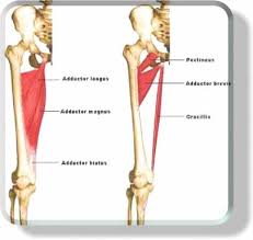 Business Understanding Human Movement Is My Passion And I Am Very Good At Seeing How The Body Works As A Whole Inner Thigh Types Of Muscles Thighs
