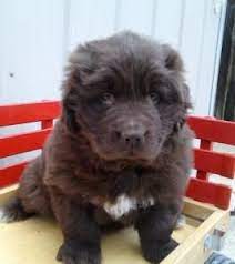 Puppies For Sale Lancaster Puppies Newfoundland Puppies Puppies Puppies For Sale