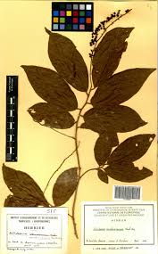 Image result for Antidesma membranaceum