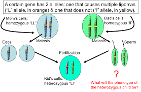 Week 4 genetics lesson 3 inheritance genes and chromosomes 12 1 inheritance of genes follows mendelian laws 12 2 alleles can produce multiple phenotypes 12 3. Dominant And Recessive Alleles