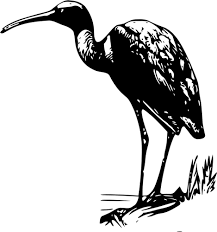 שחור לבן ציור של איביס בתמונה מאחור. Ibis On Shoreline Vector Illustration Public Domain Vectors