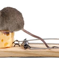 5 misteri paling sulit dipecahkan yang bikin ilmuwan keheranan. 10 Cara Mengusir Tikus Di Rumah Dengan Bahan Alami Mudah Dan Ampuh Health Liputan6 Com