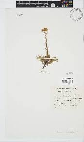 Image result for Hypericophyllum elatum