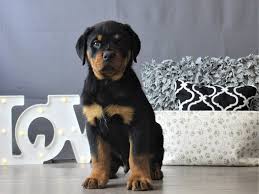We did not find results for: Rottweiler Puppies Petland Carriage Place