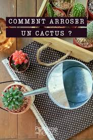 Pas d'arrosage l'hiver et une fois par semaine en été. Cactus Nos Conseils Pour Les Arroser