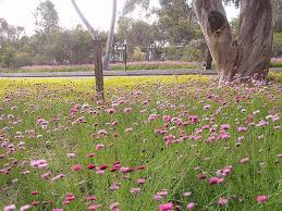 My Favourite Australian Native Plants Wild Flower Meadow Wild Flowers Meadow Garden
