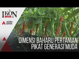 Jabatan pertanian negeri perak, ipoh, perak. Download Jabatan Pertanian Negeri Perak Cara Tanam Cili 3gp Mp4 Codedwap