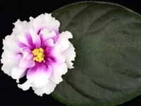 I can't stop teasing guys ch. African Violets By Lyndon Lyon Greenhouses