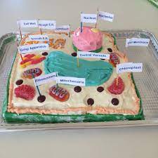 We did not find results for: Plant Cell Cake Model Plant Cell Cake Plant Cell Cake Model Edible Cell Project
