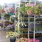 Union County Benefit Flower/Tool Auction & Rib Dinner