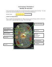 Found worksheet you are looking for? Cell Analogy Worksheet Doc Name Period Comparing A Cell To A School Instructions The First Column Of This Chart Tells You The Name Of A Place Or Course Hero