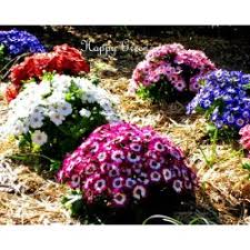 Image result for Cineraria pinnata
