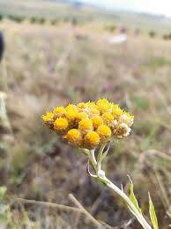 Image result for Helichrysum nitens