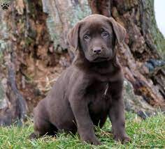 You may be surprised at what you can come up with. Chocolate Labrador Retriever Puppies For Sale Greenfield Puppies