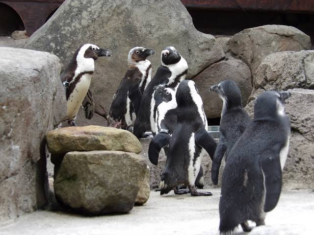 National Aviary's Penguin Point