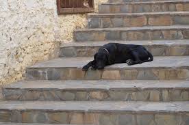 Older dogs may develop arthritis, which causes severe pain while stepping up or climbing downstairs. Help My Dog Has Developed A Fear Of The Stairs Journey Dog Training