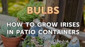 What are the best tips for planting iris bulbs? How To Grow Irises In Patio Containers Youtube