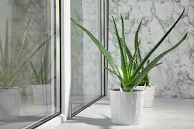 Natürliche pflege mit lr aloe vera produkten! Aloe Vera Pflanzen Vermehren Plantura