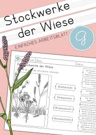 Sachkunde Wiese In 2020 Unterrichtsmaterial Lesen Lernen Grundschule