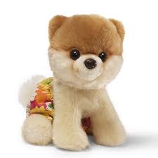 Pin By Design Milk On Design Milk Pets Boo The Cutest Dog World Cutest Dog Girl Stuffed Animals