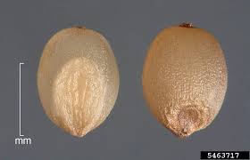Image result for Echinochloa crus-pavonis