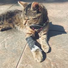 But just because these fierce little. My Cat Almost Died Because I Was An Idiot Mother Of Rescues