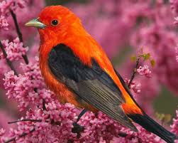 Wallpaper information about beautiful birds beautiful birds wallpaper: Cell Phone Wallpapers Beautiful Birds Wallpapers