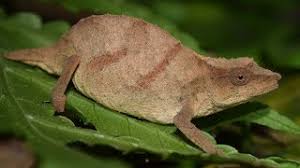 Image result for Gnidia chapmanii