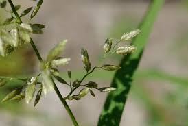 Image result for Eragrostis cilianensis