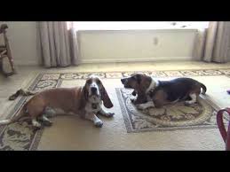 Read more on housebreaking your basset hound. Basset Hounds Howling Lazy Style Youtube