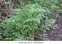 Image result for Oenanthe procumbens