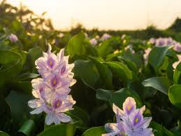 Check spelling or type a new query. 4 Peluang Bisnis Dari Olahan Eceng Gondok Kerja Usaha