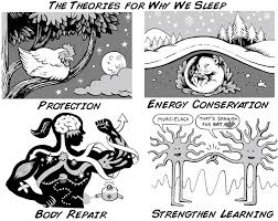 Find out exactly how long you can go without sleep and what the consequences are of sleep deprivation. Experiment Sleep