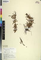 Image result for Rotala juniperina