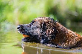 During world war i, the breed nearly became extinct. Leonberger Steckbrief Charakter Wesen Haltung