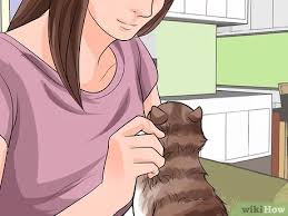 Its alkaline nature helps balance the ph level of the skin. How To Detangle Cat Fur 11 Steps With Pictures Wikihow Pet