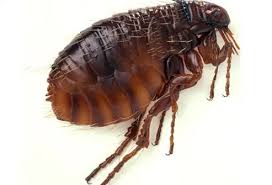 Image result for flea bite