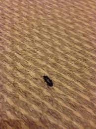 Check spelling or type a new query. Natureplus Help I Keep Finding These Beetles All Over My Flat