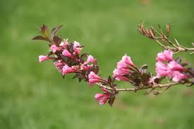 We did not find results for: In The Garden Shrub With Pink Tubular Flowers And Purple Leaves Ubc Botanical Garden Forums