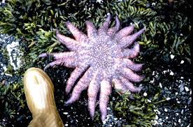 The sunflower star has more arms than any other species, numbering between 15 and 24. Datei Sunflower Sea Star Jpg Wikipedia