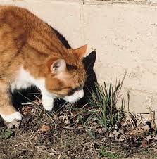 Why Do Cats Eat Plants And Then Throw Up Happy Cat Corner