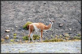 After a long, exhausting desert journey the same camel will have a hump that is floppy and bent over to one side. Guanaco They Look Like Camels Without The Humps Photo Peiying Mo Photos At Pbase Com